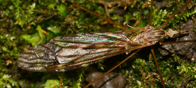 Cranefly