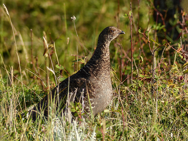 Dusky Grouse