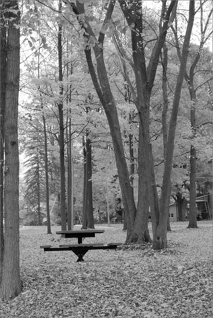 Table and Trees