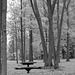 Table and Trees