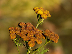 Fall colours of Common Tansy