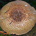 Type of Agaricus. Wood Mushroom??