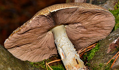 Type of Agaricus. Wood Mushroom??