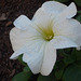 Flor blanca texturada