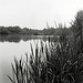Au bord de l'étang des Vingtaines à Oulins - Eure-et-Loir