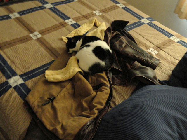Oreo, on My Jacket, on the Bed