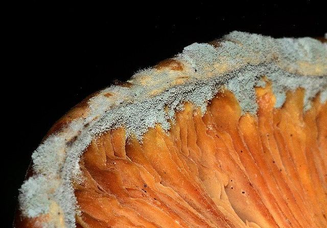 Mouldy mushroom