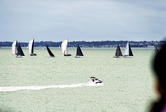 DSC 2366a sailing the black and white on the Solent