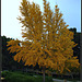 Yellow Tree