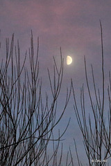 Quarter moon rising