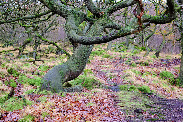 Wildboar clough path Twisted tree