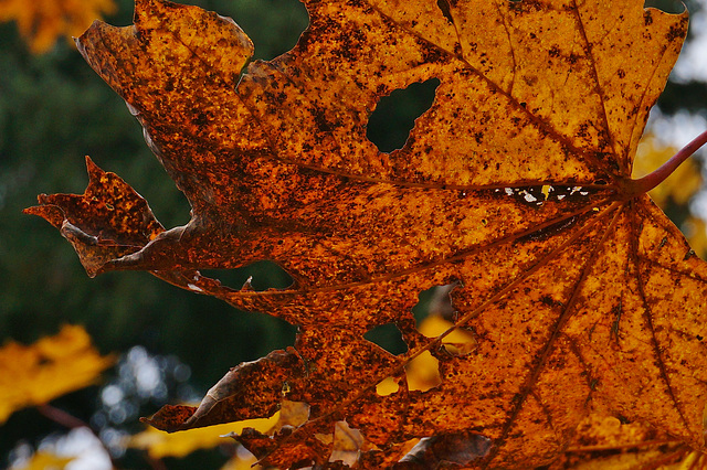 Durchblicke - Autumn Leaf