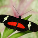 Mexican Longwing / Heliconius hortense