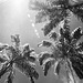 Palms of Kinabalu