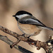 You can always count on a Black-capped Chickadee