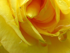 Raindrops on the yellow rose