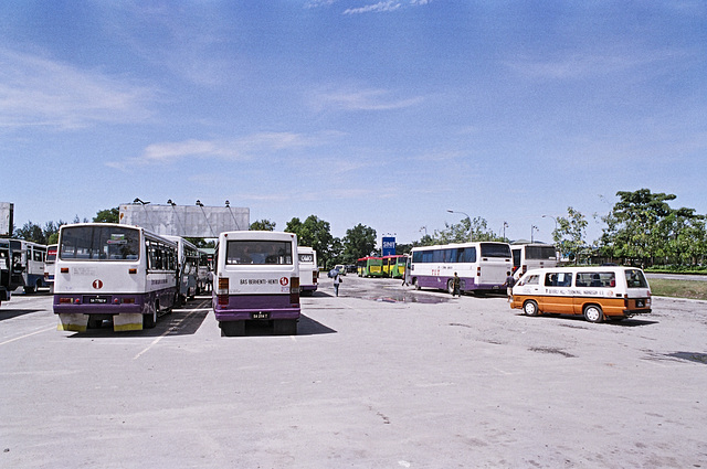 Purple striped busses