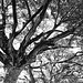 Trees (in BW)