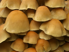 brown - mushroom family