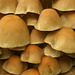 brown - mushroom family