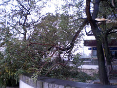 Aftermath of a windstorm
