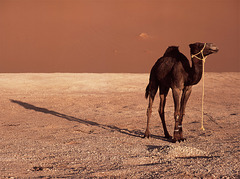 I am Ali the camel