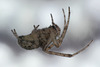 Lace-weaver spider (Amaurobius fenestralis)