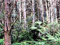 Forest Interior