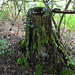 Laudonie 2014 – Tree stump