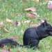 Black Squirrel (1) - 22 October 2014
