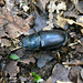 Laudonie 2014 – Female Stag Beetle