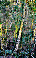 Late light in Plessey Wood