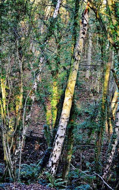 Late light in Plessey Wood