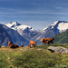Cows of Norway.