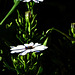piattini raccogli-sole - Osteospermum