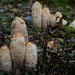 Die letzten Tintlinge des Jahres - The Last Inkcaps of the Year