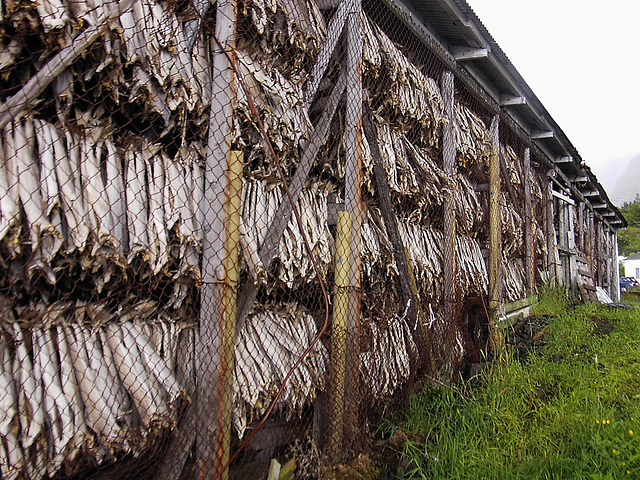 Séchage de milliers de morue - Lofoten Norvège