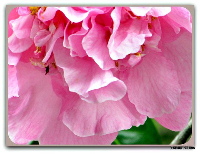 Camellia Petals