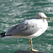 A Gull at Harbourfront (2) - 23 October 2014
