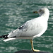 A Gull at Harbourfront (3) - 23 October 2014