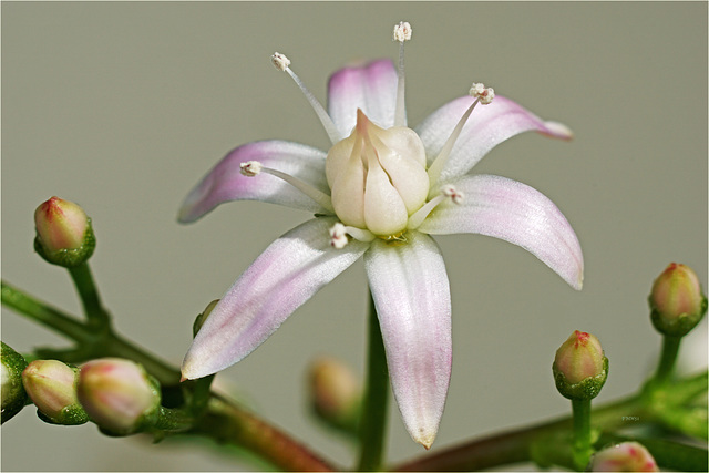 Geldbaum-Blüte