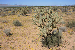 Cholla and LYFs