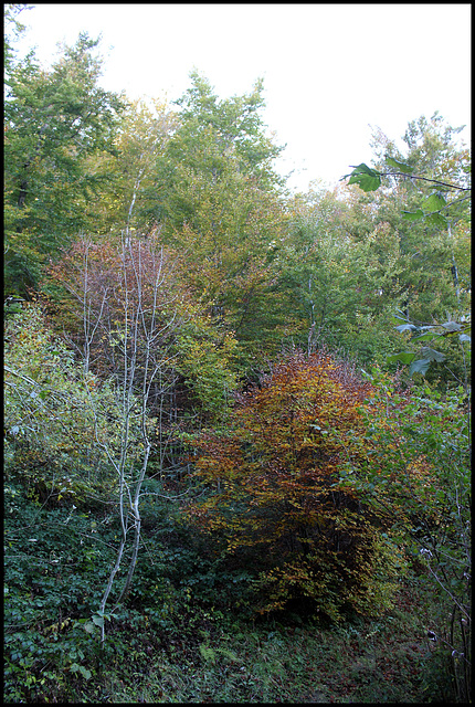 Forêt de ravin en automne