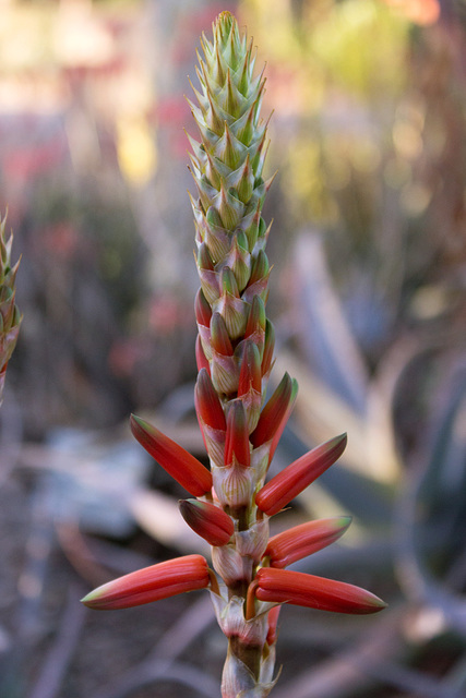 Spire Aloe (Aloe cryptopoda) blossom
