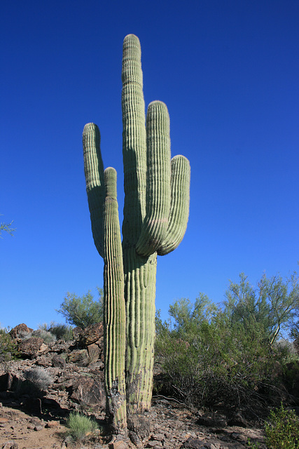 Mature saguaro
