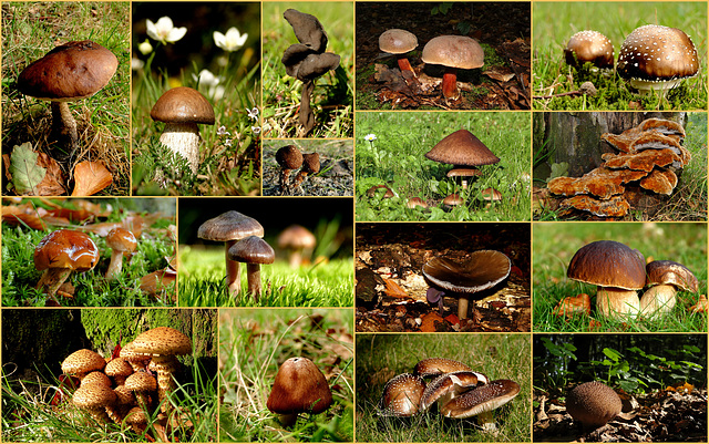 It's still autumn, so time for some brown mushrooms / fungi from the Netherlands...