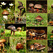 It's still autumn, so time for some brown mushrooms / fungi from the Netherlands...
