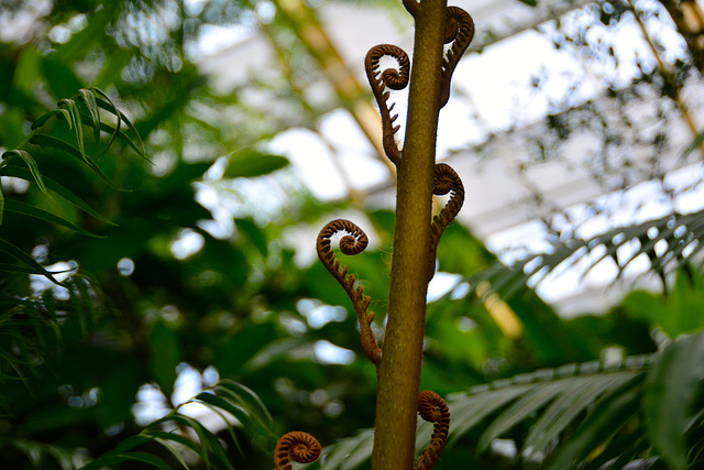 Hortus Botanicus 2014 – Caterpillars