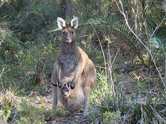 Kangaroo surprise