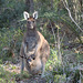 Kangaroo surprise